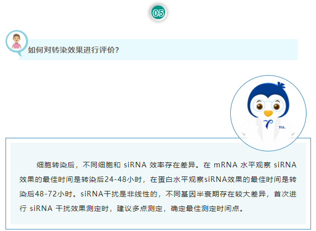如何对转染效果进行评价？细胞转染后，不同细胞和 siRNA 效率存在差异。在 mRNA 水平观察 siRNA 效果的最佳时间是转染后24-48小时，在蛋白水平观察siRNA效果的最佳时间是转染后48-72小时。siRNA干扰是非线性的，不同基因半衰期存在较大差异，首次进行 siRNA 干扰效果测定时，建议多点测定，确定最佳测定时间点。