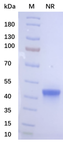 MG不朽情缘网站高活性重组人BMP-4蛋白